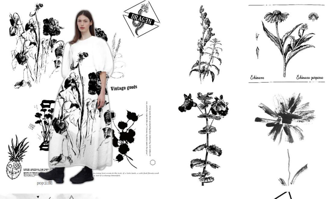 Black & White Specimen flower